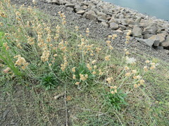 Helichrysum luteoalbum