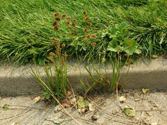 Juncus ensifolius