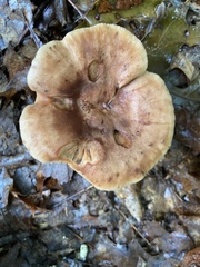 Lactarius helvus