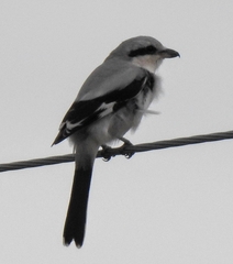 Lanius excubitor
