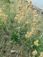 Helichrysum luteoalbum
