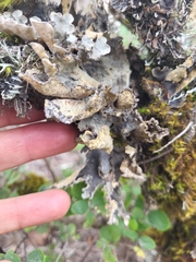 Lobaria