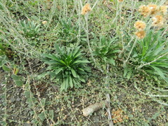 Helichrysum luteoalbum