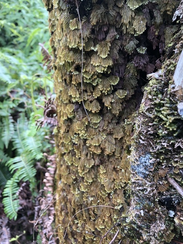 Hymenophyllum obtusum