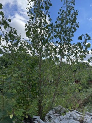 Populus grandidentata