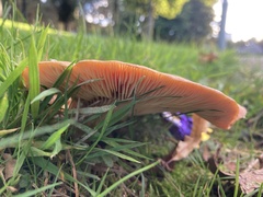 Lactarius