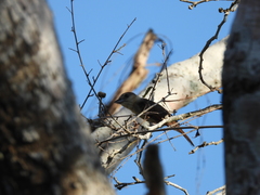 Pachyramphus aglaiae