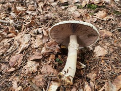 Agaricus essettei