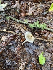 Amanita rhacopus