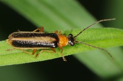 Rhagonycha