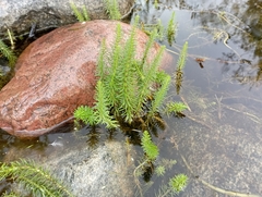 Hippuris vulgaris