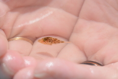 Stephanolepis hispida