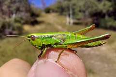Euthystira brachyptera