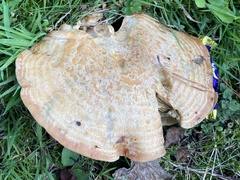 Lactarius