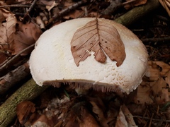 Agaricus essettei