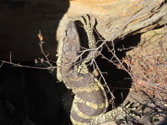 Varanus albigularis albigularis