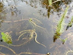 Hippuris vulgaris