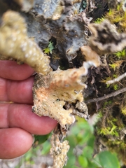 Lobaria