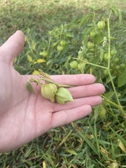 Physalis angulata