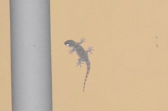 Tarentola mauritanica