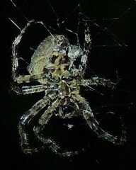 Araneus ventricosus