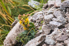 Solidago virgaurea minuta