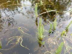 Hippuris vulgaris