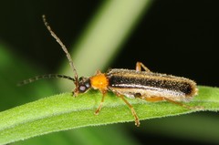 Rhagonycha