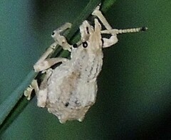 Episomus chinensis