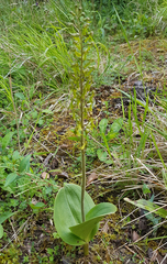 Neottia ovata