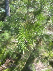 Pinus virginiana