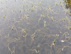 Hippuris vulgaris