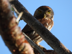 Glaucidium brasilianum