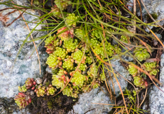 Sedum alpestre
