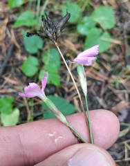 Dianthus borbasii
