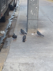 Columba livia domestica