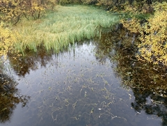 Hippuris vulgaris