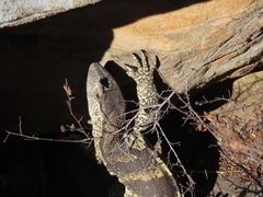 Varanus albigularis albigularis