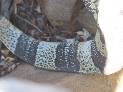 Varanus albigularis albigularis