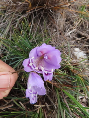 Gladiolus rogersii