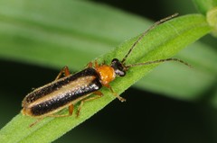 Rhagonycha
