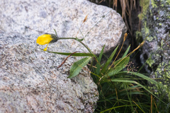 Pilosella officinarum