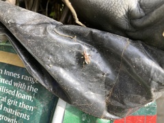 Himacerus mirmicoides