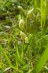 Cephalanthera damasonium