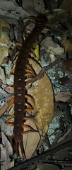 Scolopendra dehaani