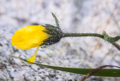 Pilosella officinarum