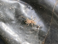 Himacerus mirmicoides