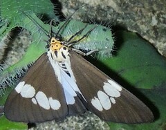 Nyctemera lacticinia