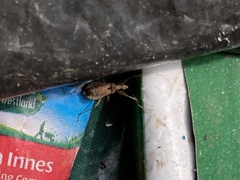 Himacerus mirmicoides