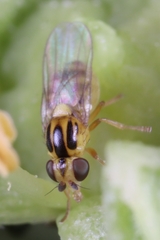 Chlorops